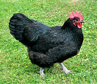 Australorps