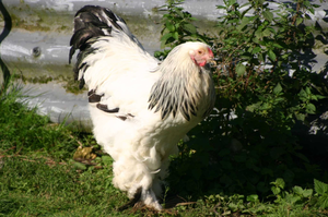 Brahma