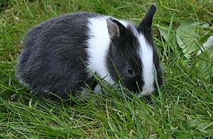 Farbenzwerge