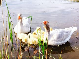 Fränkische Landgans