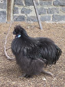Seidenhühner